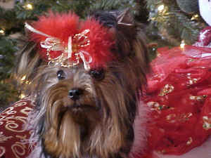 graciexmas1.JPG (82991 bytes)