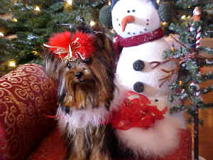 gracixmas8.JPG (93103 bytes)
