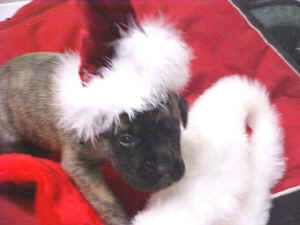 newbornxmas1.JPG (51428 bytes)