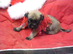 newbornxmas2.JPG (63721 bytes)