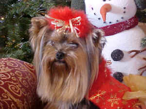 roxyxmas2.JPG (80535 bytes)