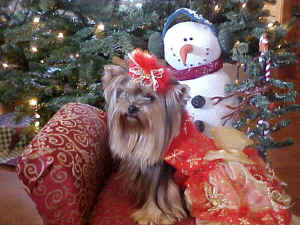roxyxmas3.JPG (97314 bytes)