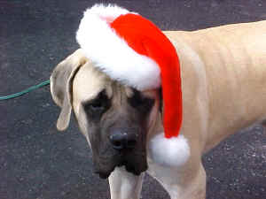 tonkaxmas2.JPG (62368 bytes)