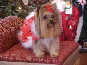 touchexmas1.JPG (77873 bytes)