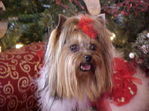 touchexmas2.JPG (72383 bytes)