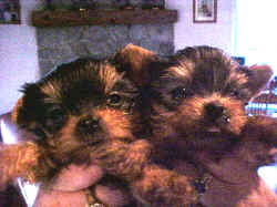yorkie24.jpg (143290 bytes)