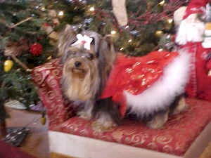 cheyannaxmas2.JPG (75005 bytes)