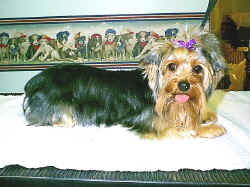 dogs20.JPG (102870 bytes)