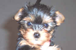 dogs24.JPG (435395 bytes)