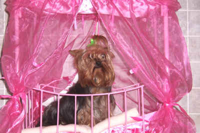 dogs25.JPG (734669 bytes)